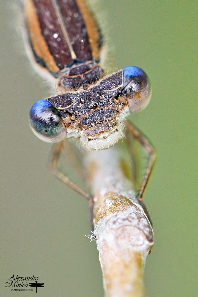 Sympecma fusca (Vander Linden, 1820) ♂ + habitat
