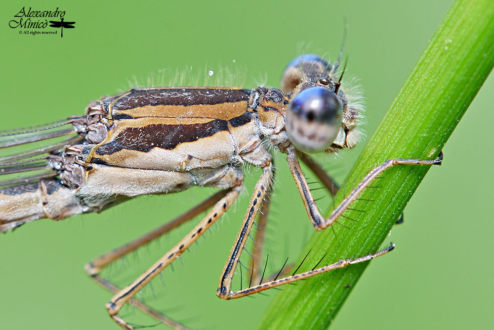 Sympecma fusca (Vander Linden, 1820) ♂ + habitat