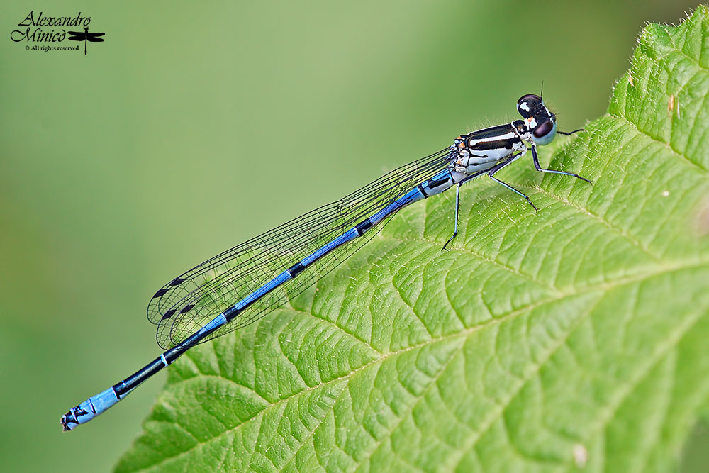 Coenagrion puella (Linnaeus, 1758) ♂ e ♀ + habitat