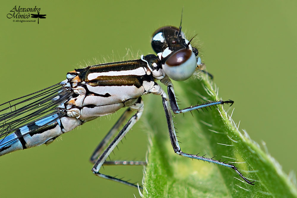 Coenagrion puella (Linnaeus, 1758) ♂ e ♀ + habitat