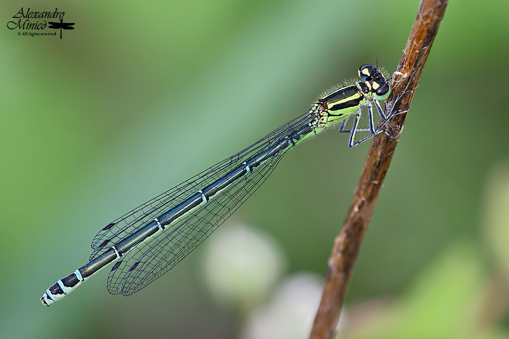 Coenagrion puella (Linnaeus, 1758) ♂ e ♀ + habitat