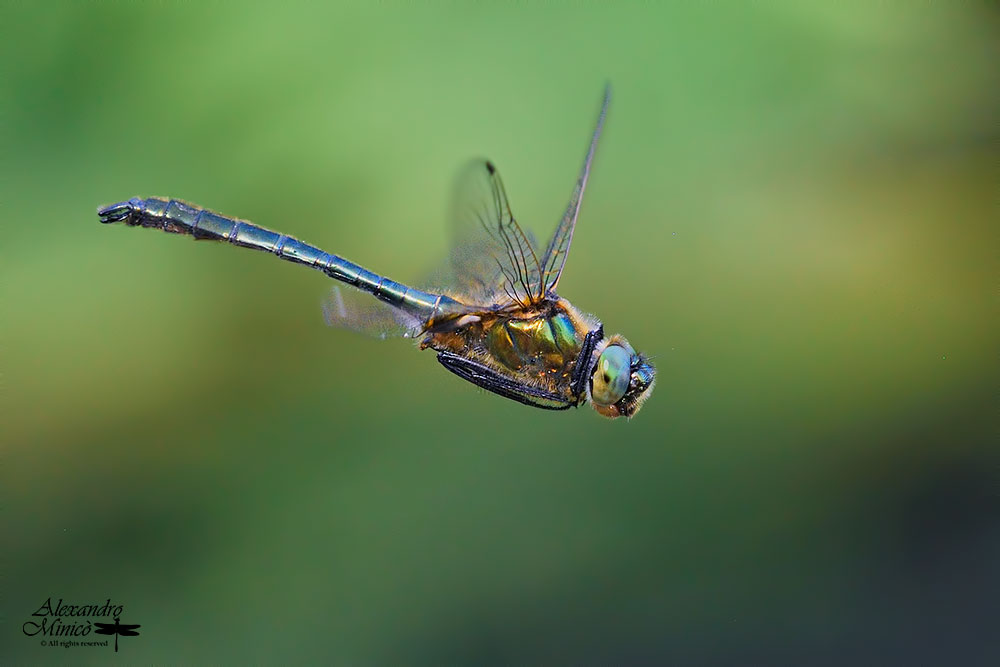 Cordulia aenea (Linnaeus, 1758) ♂ + habitat