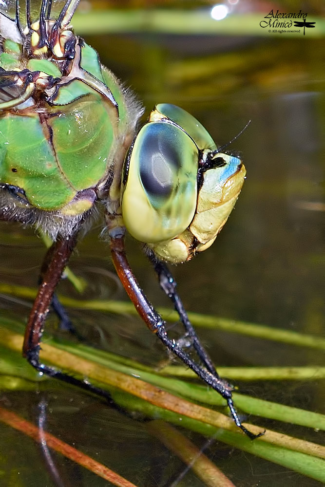 Anax imperator (Leach, 1815) ♀ deposizione + habitat