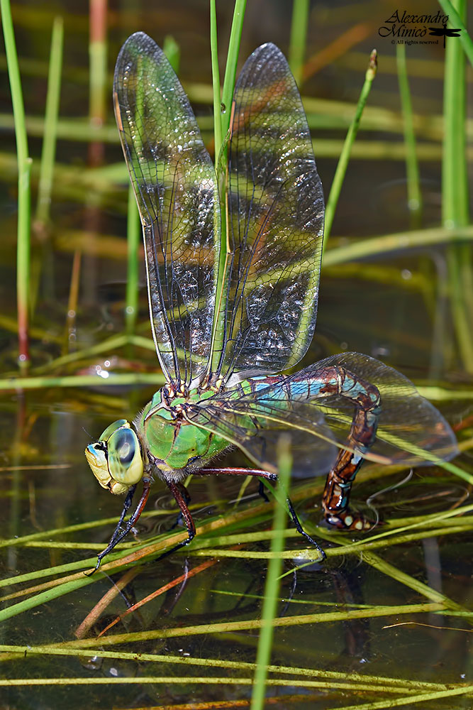 Anax imperator (Leach, 1815) ♀ deposizione + habitat