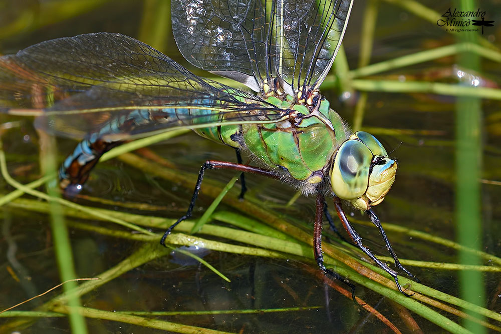 Anax imperator (Leach, 1815) ♀ deposizione + habitat