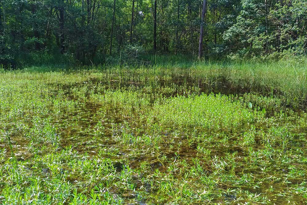 Anax imperator (Leach, 1815) ♀ deposizione + habitat
