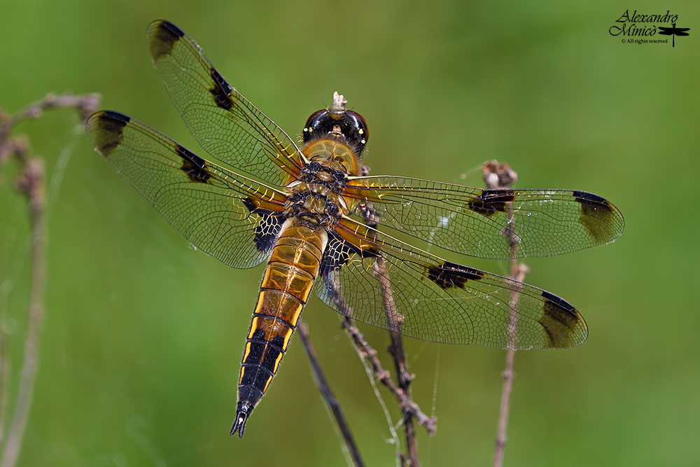 Libellula quadrimaculata (Linnaeus, 1758) ♂ f. praenubila + habitat