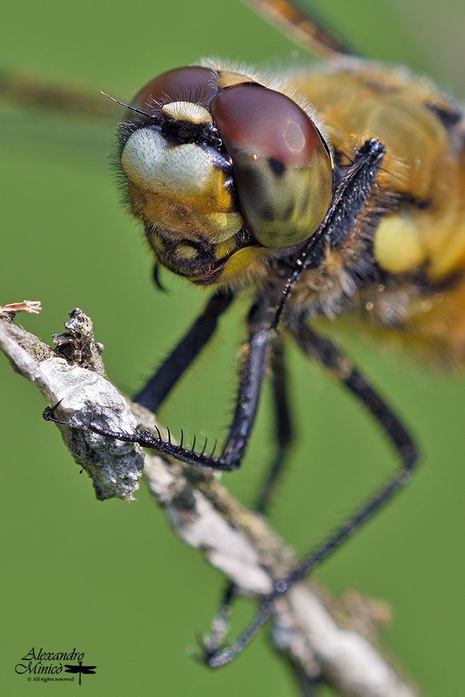 Libellula quadrimaculata (Linnaeus, 1758) ♂ f. praenubila + habitat
