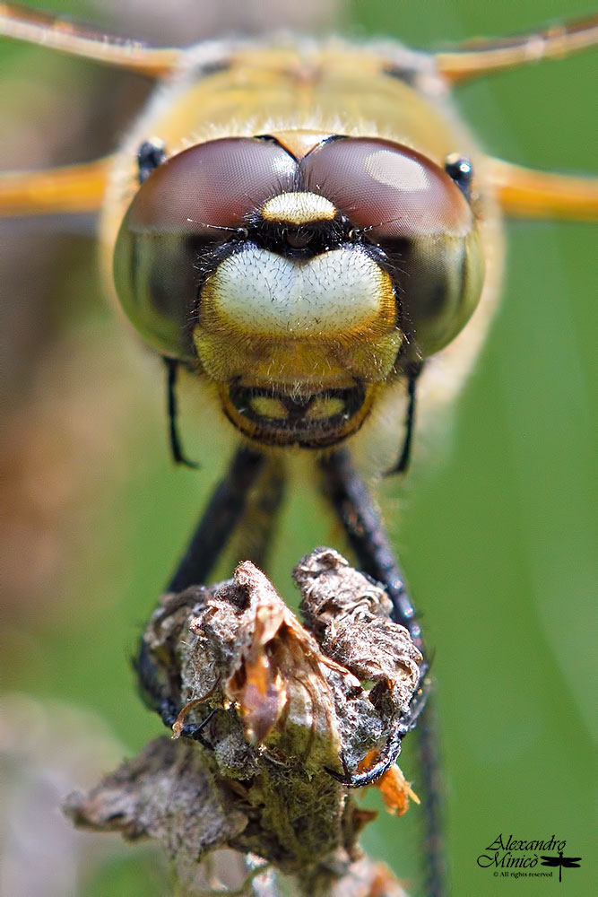 Libellula quadrimaculata (Linnaeus, 1758) ♂ f. praenubila + habitat