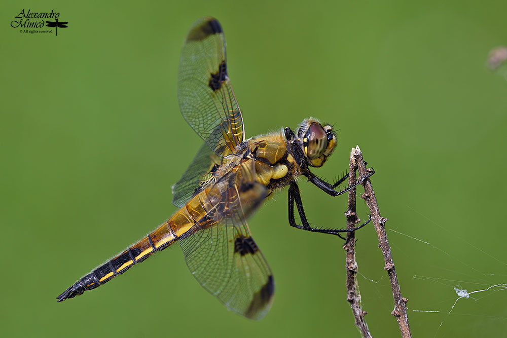 Libellula quadrimaculata (Linnaeus, 1758) ♂ f. praenubila + habitat