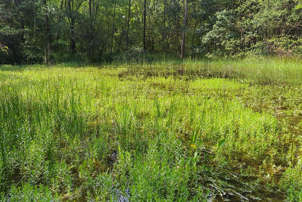 Libellula quadrimaculata (Linnaeus, 1758) ♂ f. praenubila + habitat