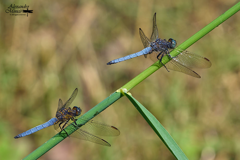 Orthetrum coerulescens (Fabricius, 1798) ♂ e ♀ + habitat