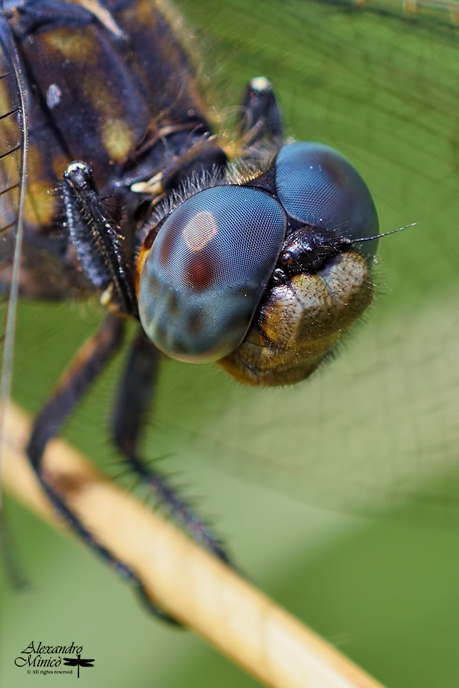 Orthetrum coerulescens (Fabricius, 1798) ♂ e ♀ + habitat