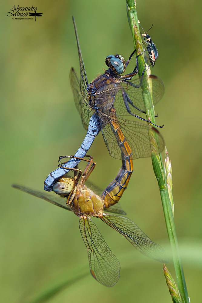 Orthetrum coerulescens (Fabricius, 1798) ♂ e ♀ + habitat