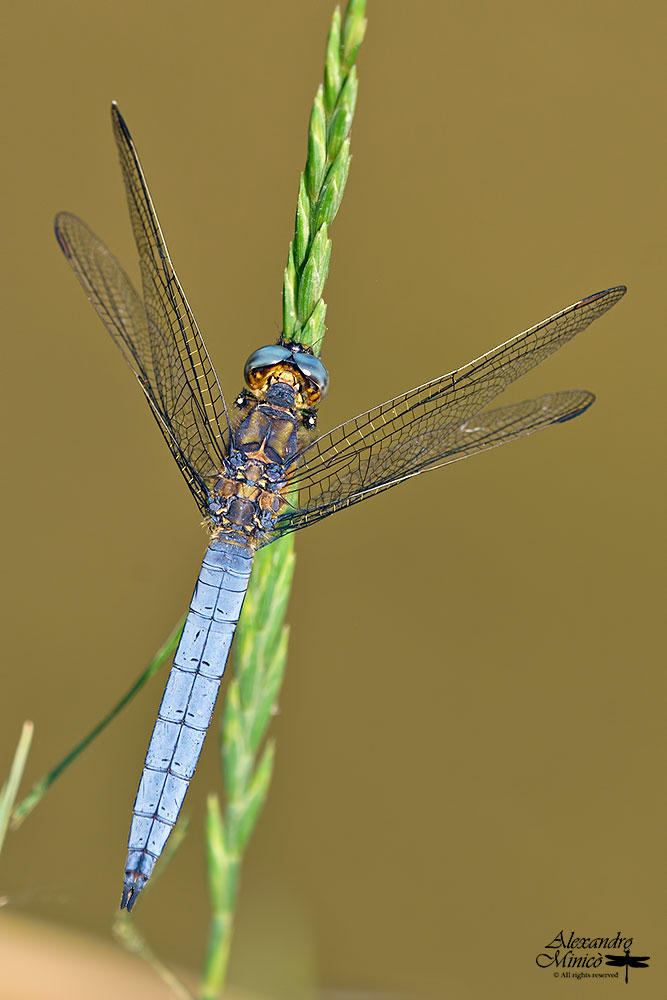Orthetrum coerulescens (Fabricius, 1798) ♂ e ♀ + habitat