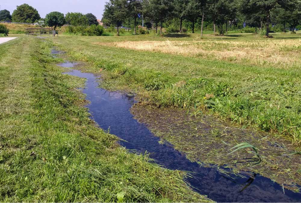 Orthetrum coerulescens (Fabricius, 1798) ♂ e ♀ + habitat