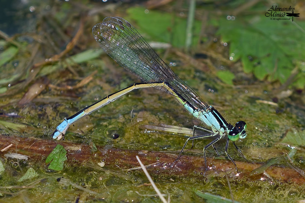 Ischnura elegans (Vander Linden, 1820)♀ ovodeposizione + habitat