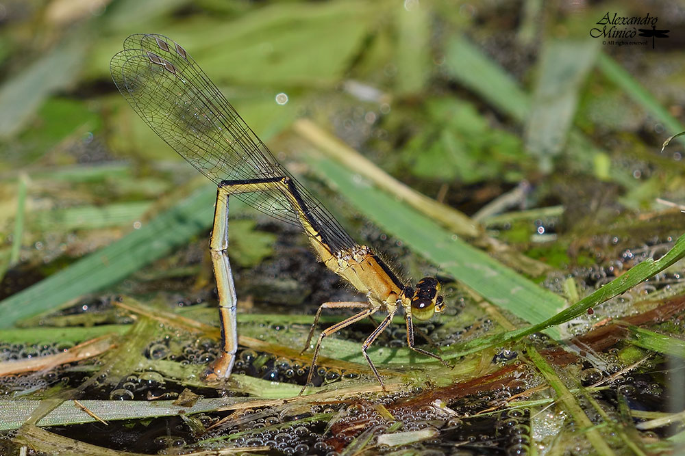 Ischnura elegans (Vander Linden, 1820)♀ ovodeposizione + habitat