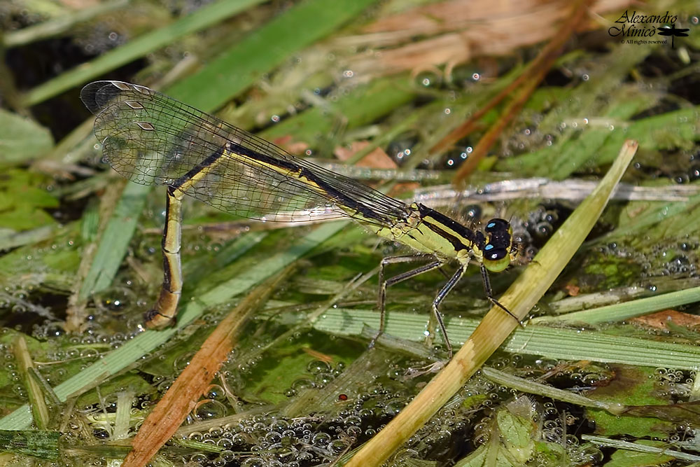 Ischnura elegans (Vander Linden, 1820)♀ ovodeposizione + habitat