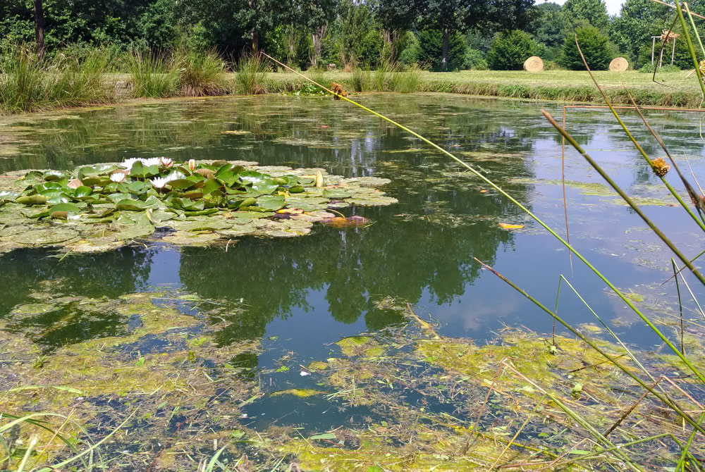 Ischnura elegans (Vander Linden, 1820)♀ ovodeposizione + habitat