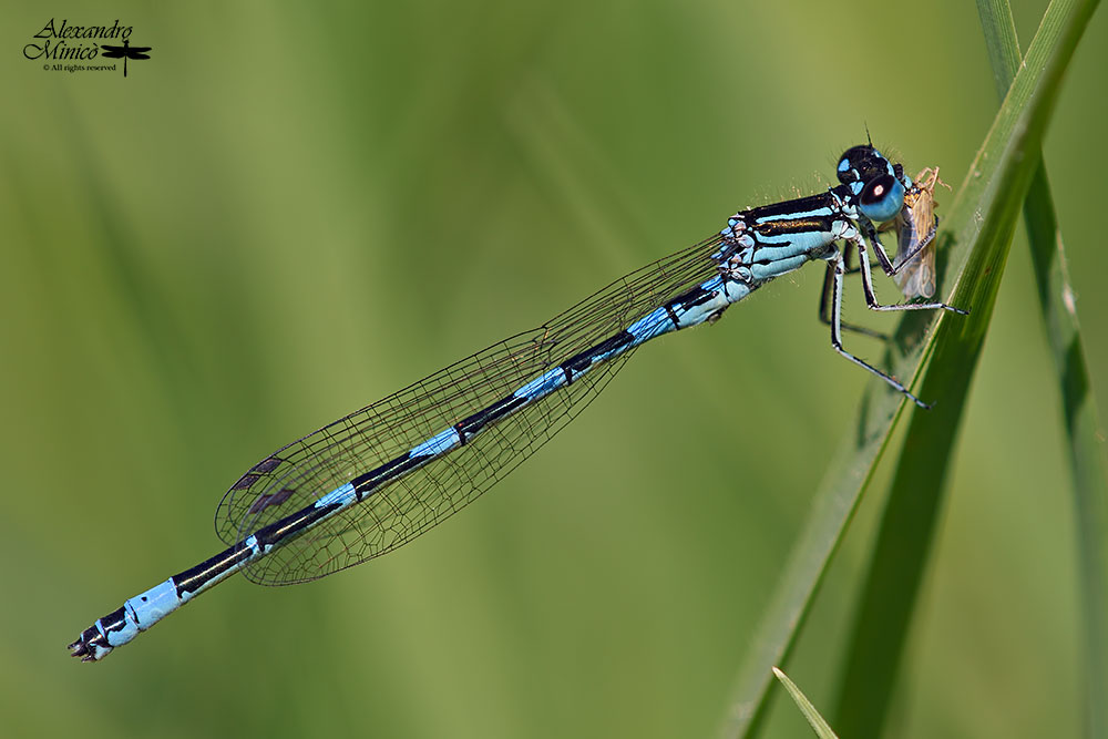 Coenagrion mercuriale (Charpentier, 1840) ♂ + habitat