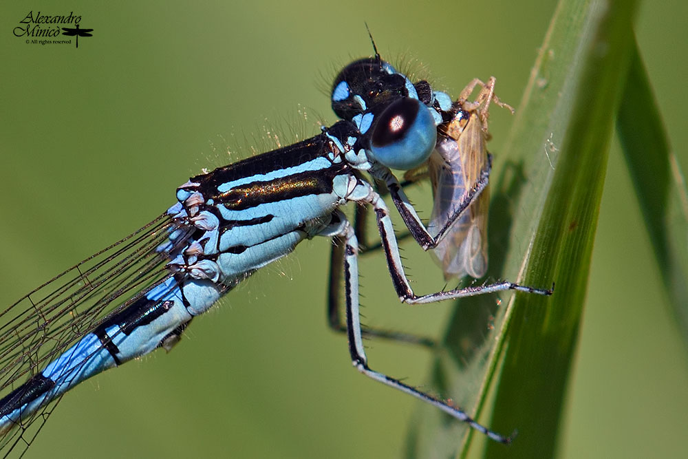 Coenagrion mercuriale (Charpentier, 1840) ♂ + habitat