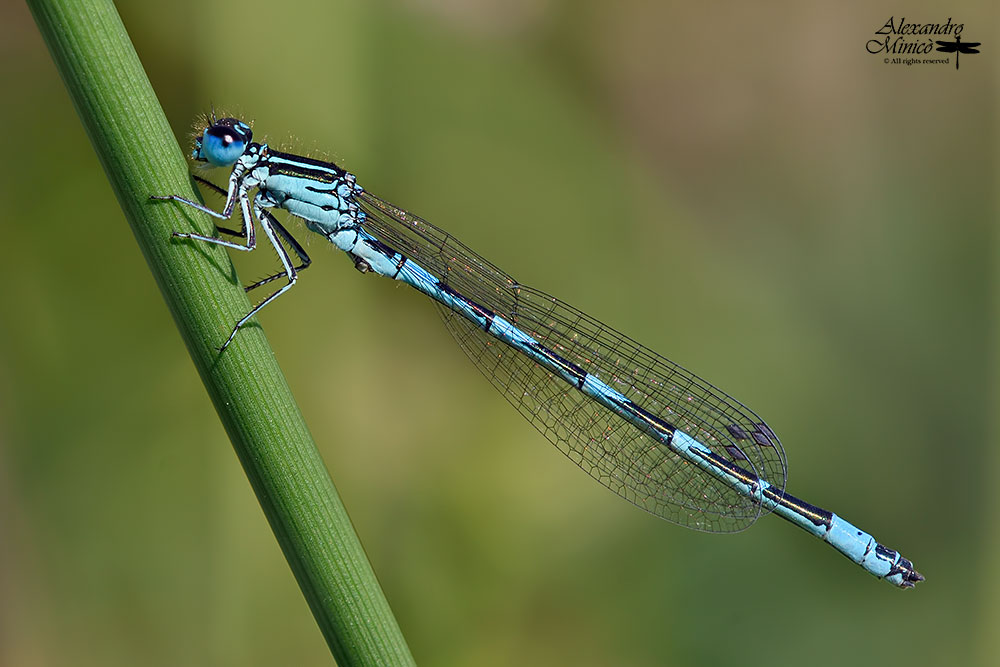 Coenagrion mercuriale (Charpentier, 1840) ♂ + habitat