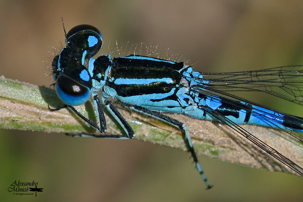 Coenagrion mercuriale (Charpentier, 1840) ♂ + habitat