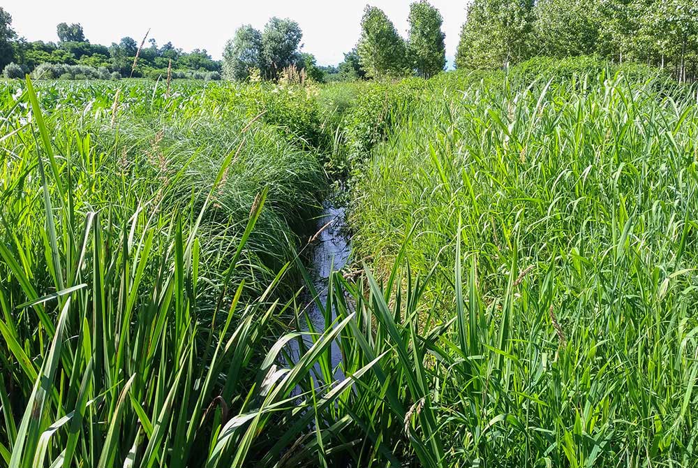 Coenagrion mercuriale (Charpentier, 1840) ♂ + habitat