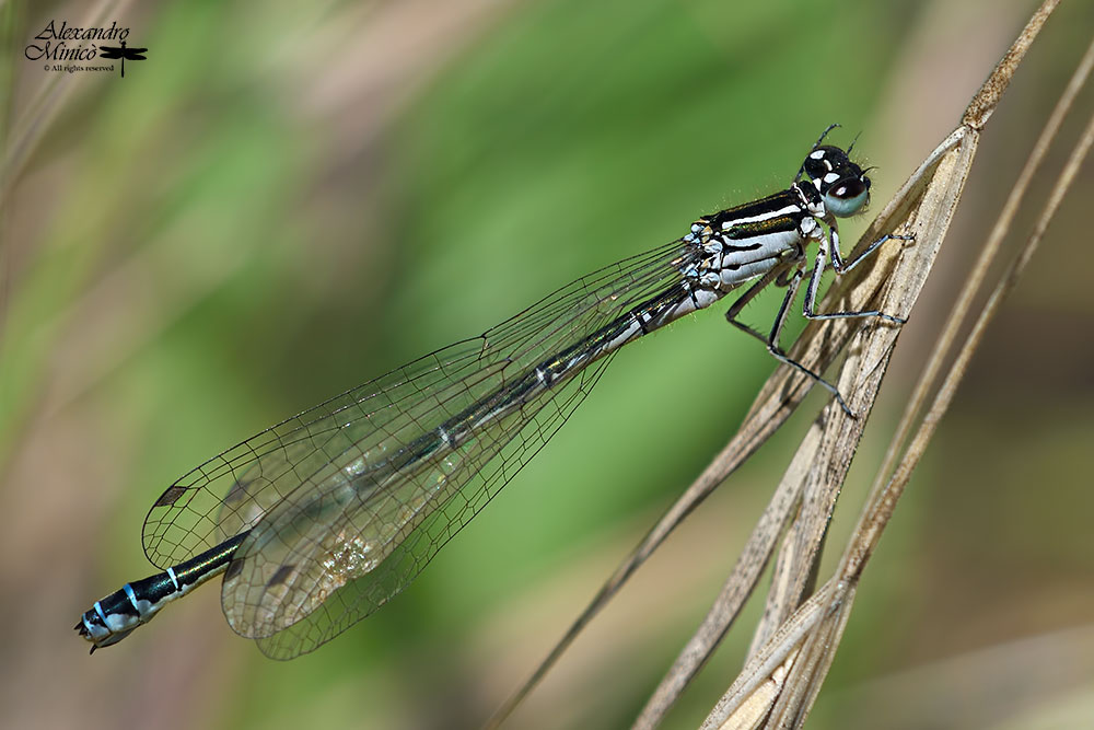 Coenagrion mercuriale (Charpentier, 1840) ♀ + habitat