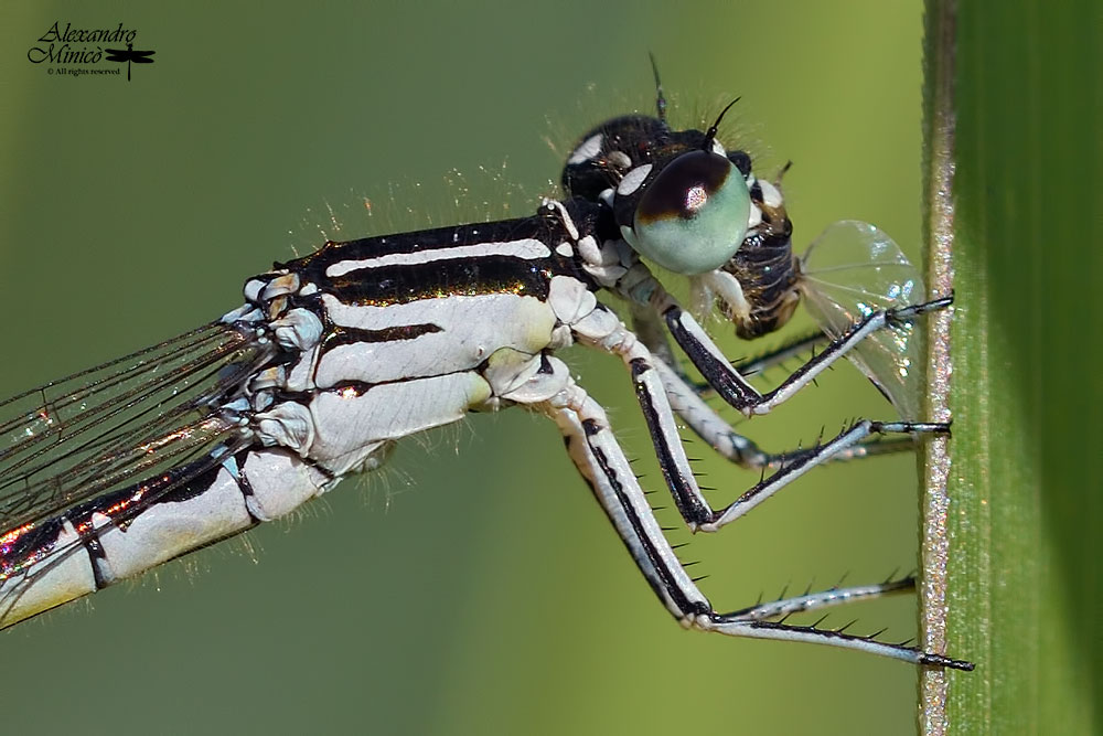 Coenagrion mercuriale (Charpentier, 1840) ♀ + habitat