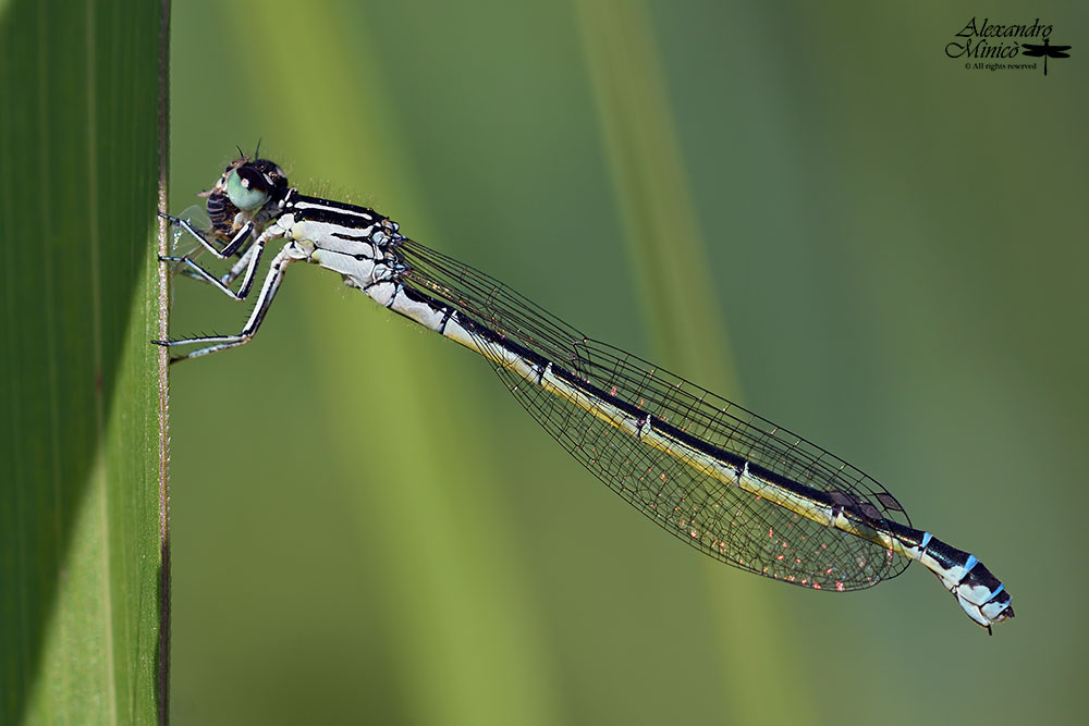 Coenagrion mercuriale (Charpentier, 1840) ♀ + habitat