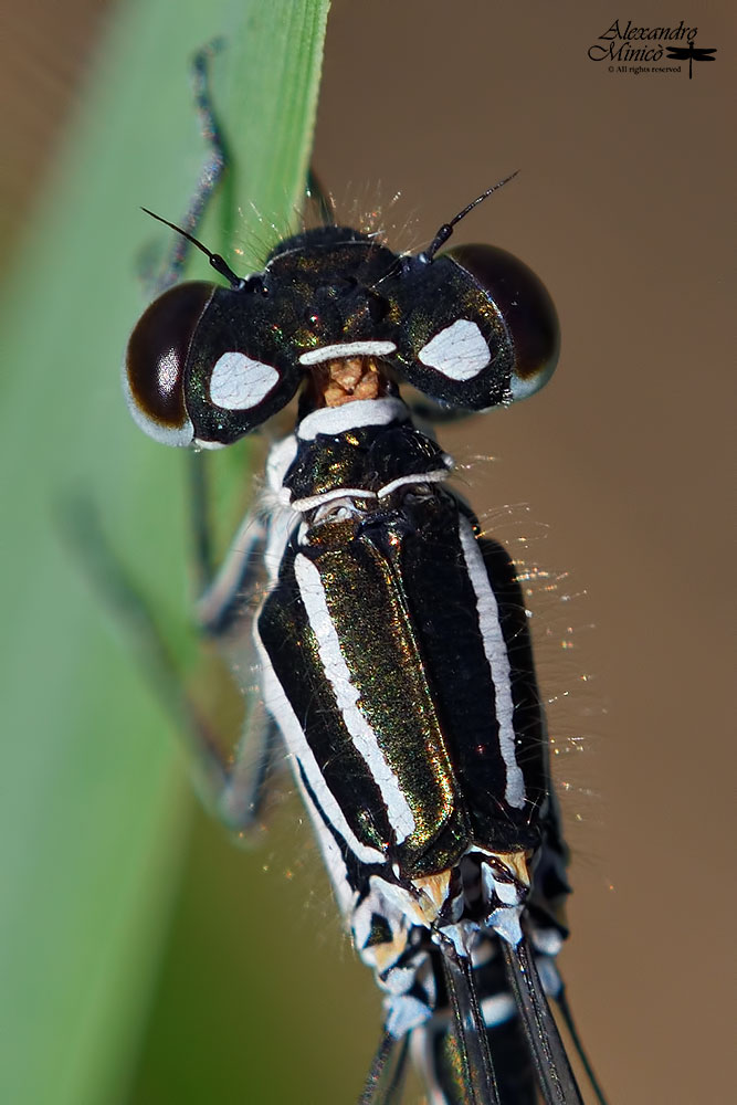 Coenagrion mercuriale (Charpentier, 1840) ♀ + habitat
