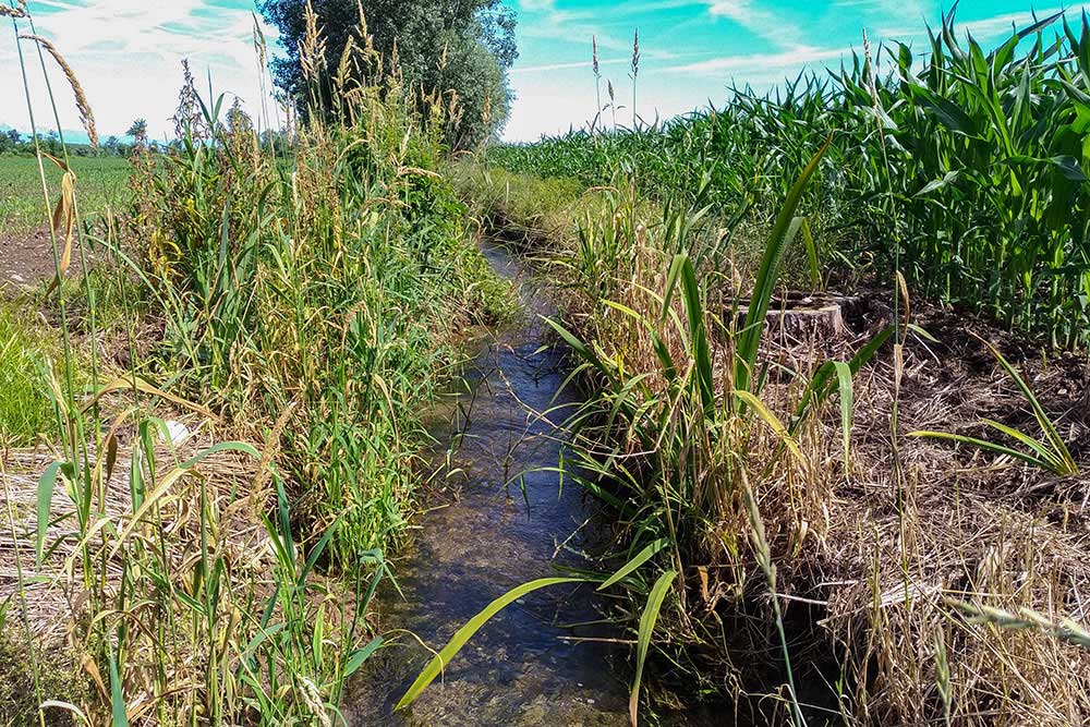 Coenagrion mercuriale (Charpentier, 1840) ♀ + habitat
