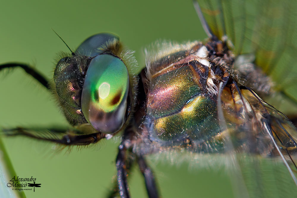 Oxygastra curtisii (Dale, 1834) ♂