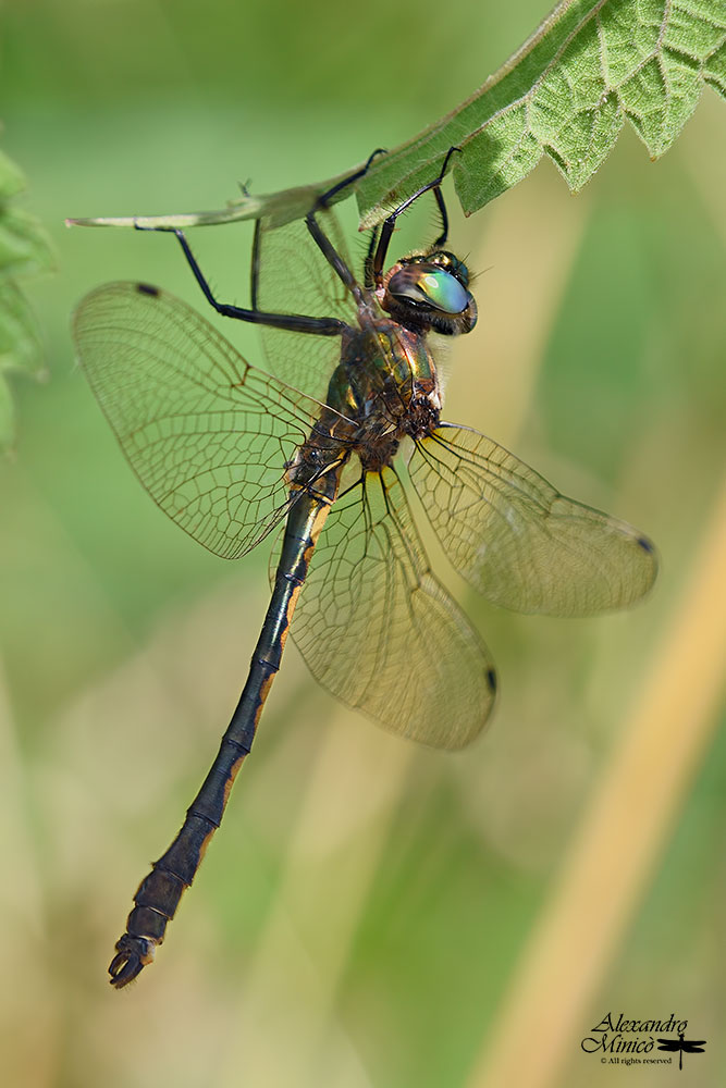 Oxygastra curtisii (Dale, 1834) ♂