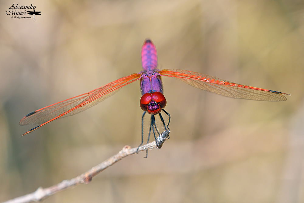 Trithemis annulata (Palisot de Beauvois, 1805) ♂ e ♀ + habitat
