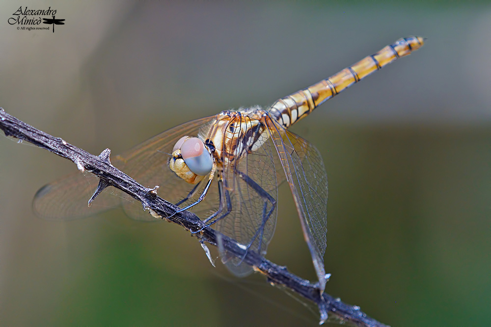 Trithemis annulata (Palisot de Beauvois, 1805) ♂ e ♀ + habitat