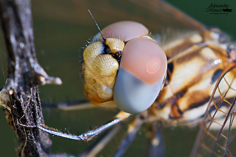 Trithemis annulata (Palisot de Beauvois, 1805) ♂ e ♀ + habitat