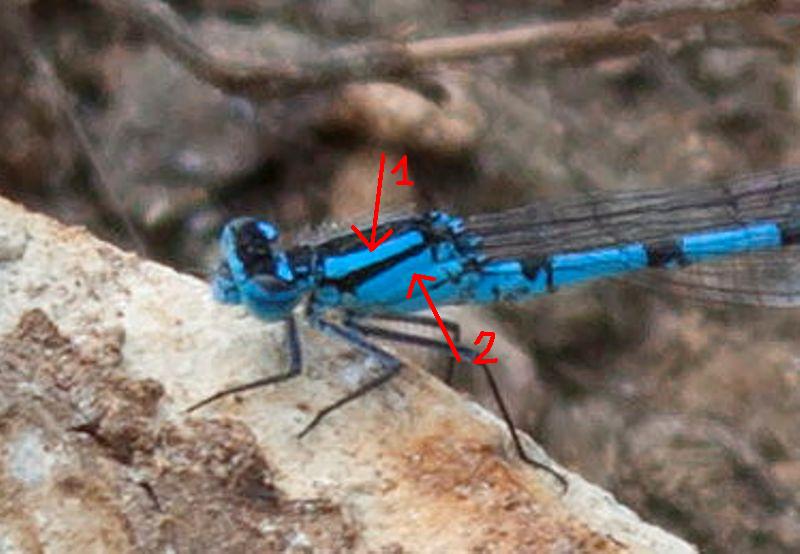 ID damigella (Verona) - Enallagma cyathigerum