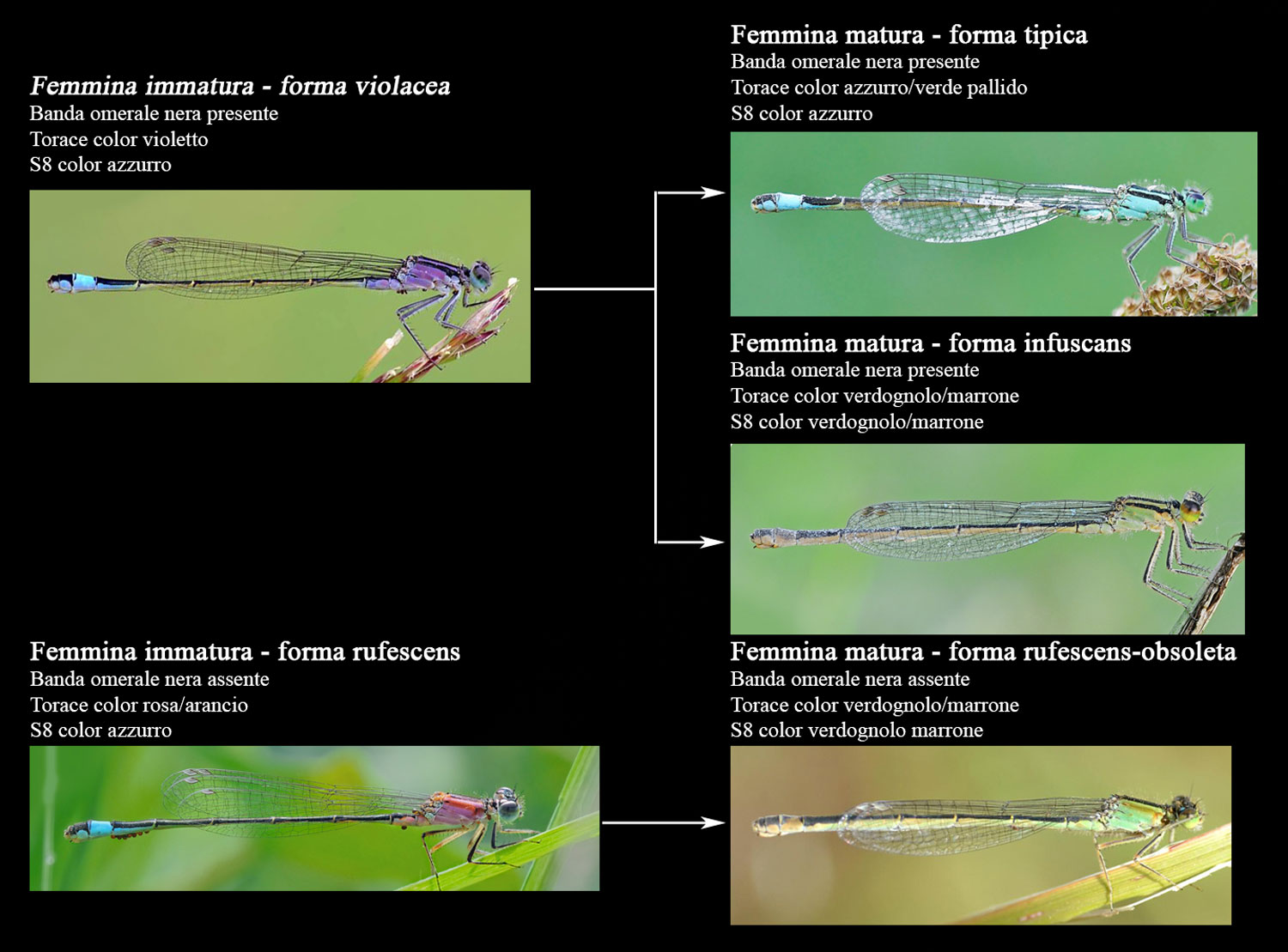 Ischnura elegans (femmina immatura f. rufescens)