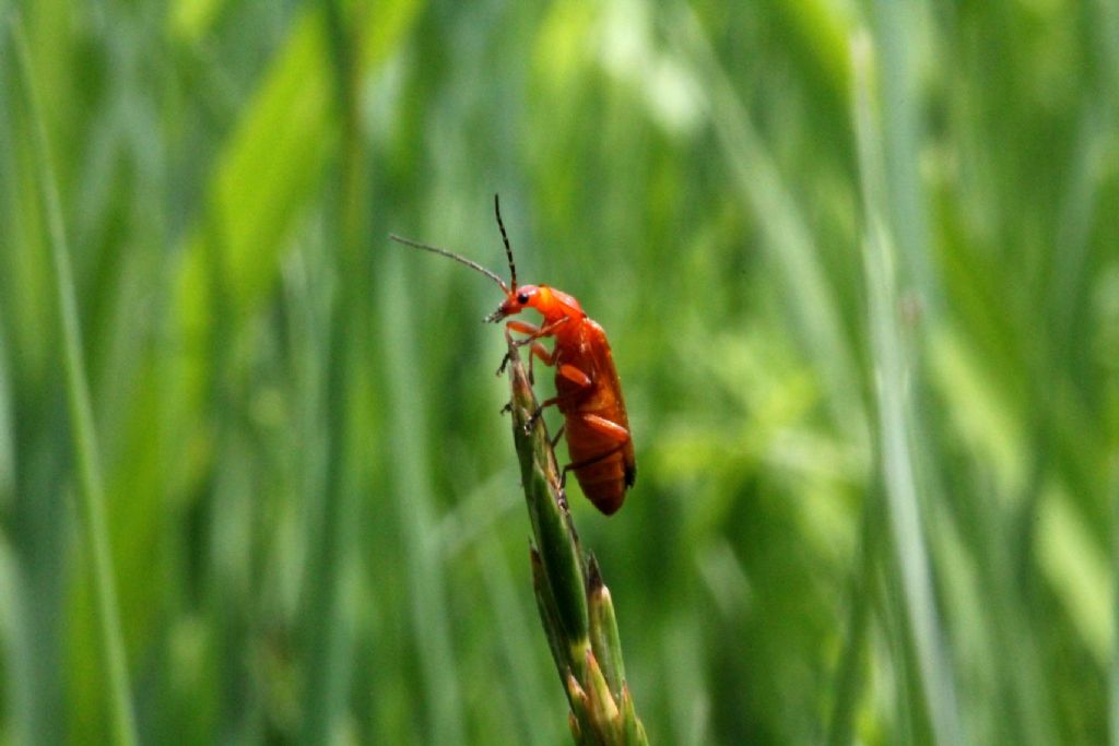 Rhagonycha fulva - Cantharidae