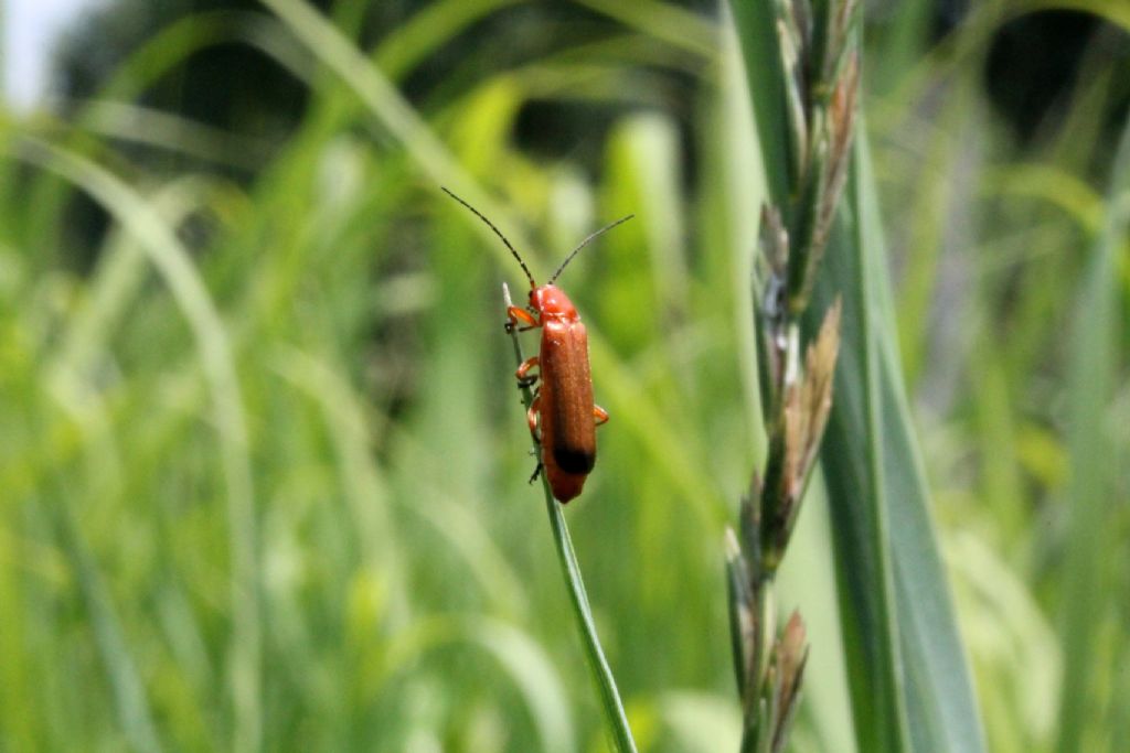 Rhagonycha fulva - Cantharidae