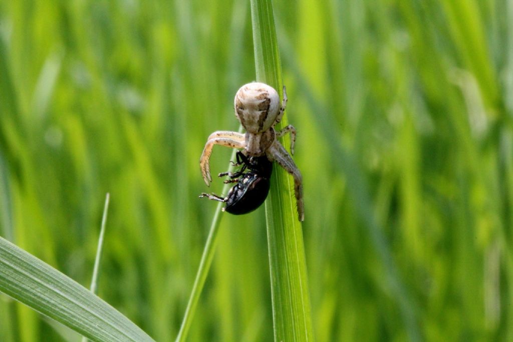 Xysticus cf. cristatus (Thomisidae) -