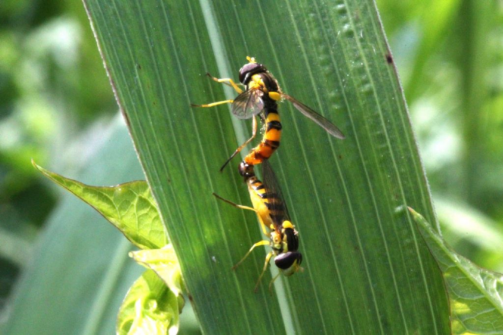 Sphaerophoria scripta (Syrphidae)