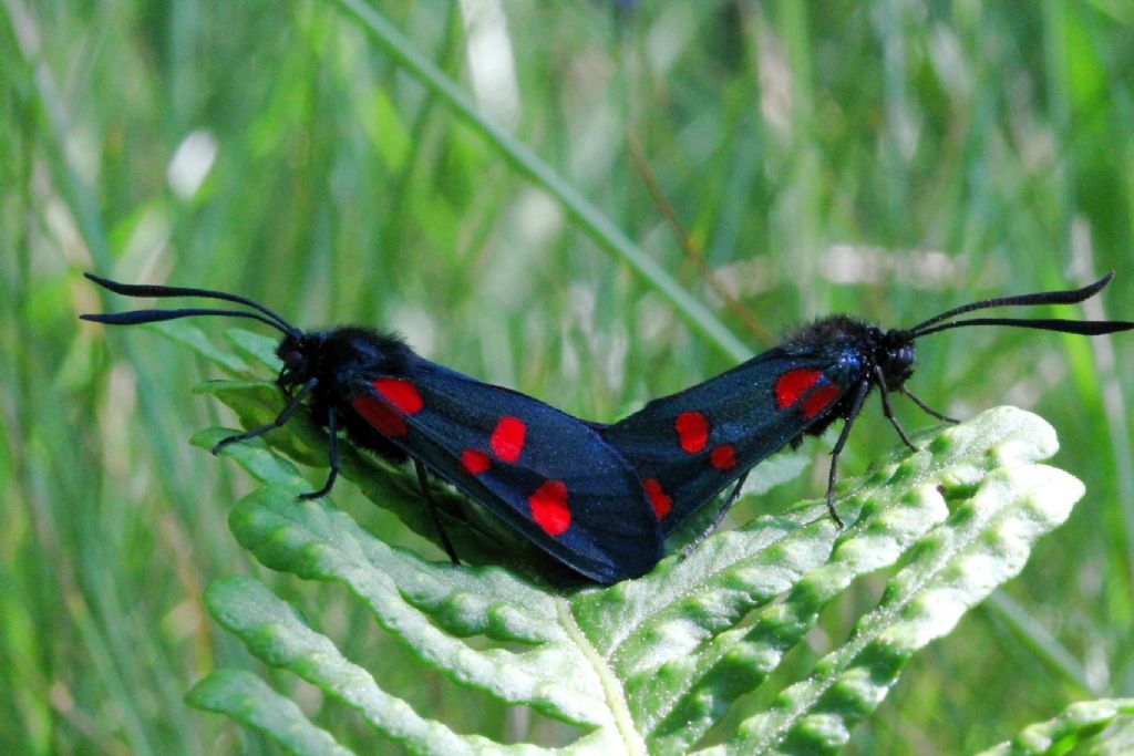 Zygaena