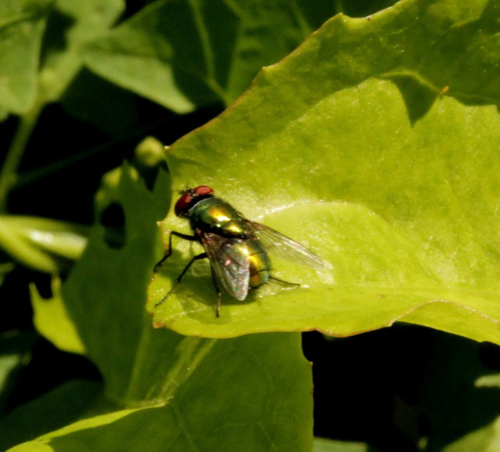 Che mosca?