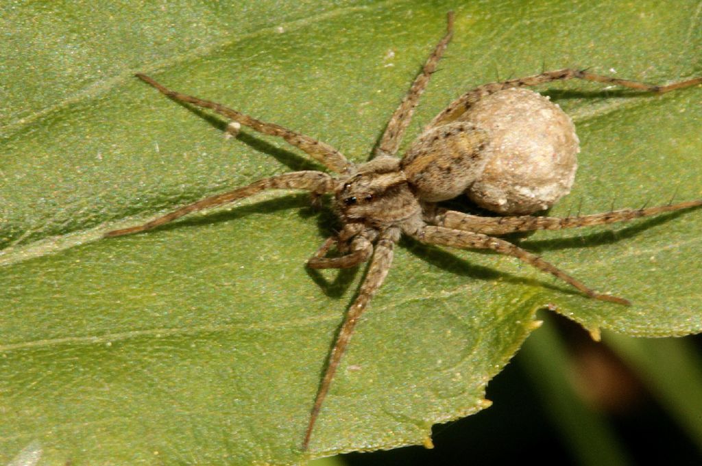 Pardosa sp. - Azeglio (TO)