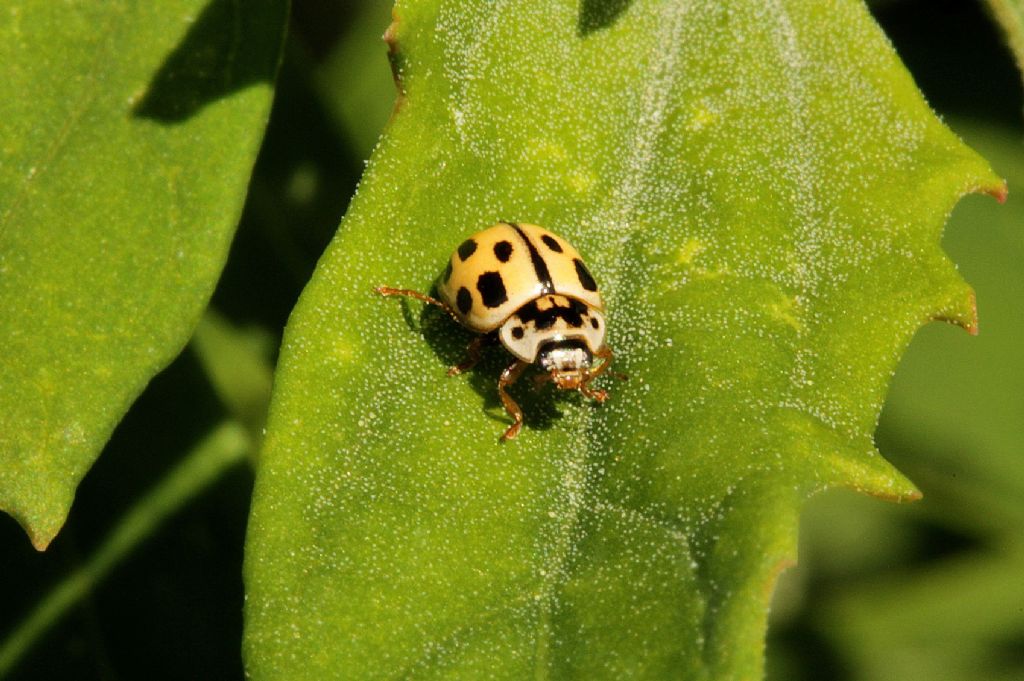 Propylea quatuordecimpunctata