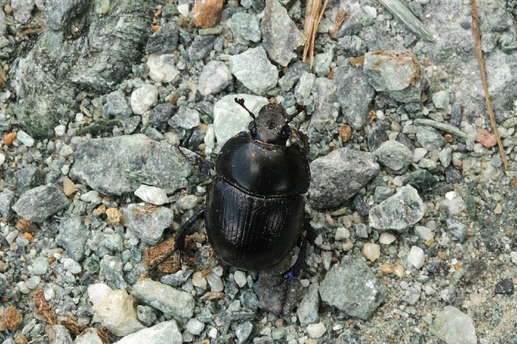 Potrebbe essere Geotrupes stercorarius?